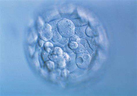 胚胎也有种类？什么样的适合移植？